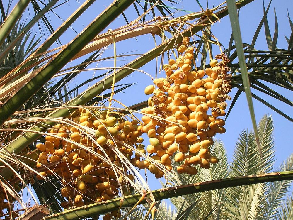 Dates